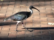 ibis-2OF3 041